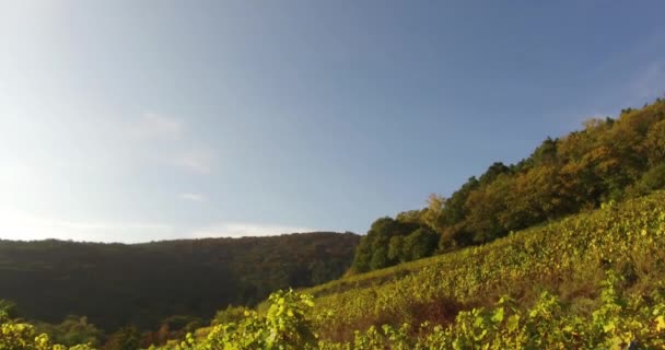 Wijngaard Landschap Wijnstokken Het Zuiden Van Rijnland Palts Duitsland Pfalz — Stockvideo