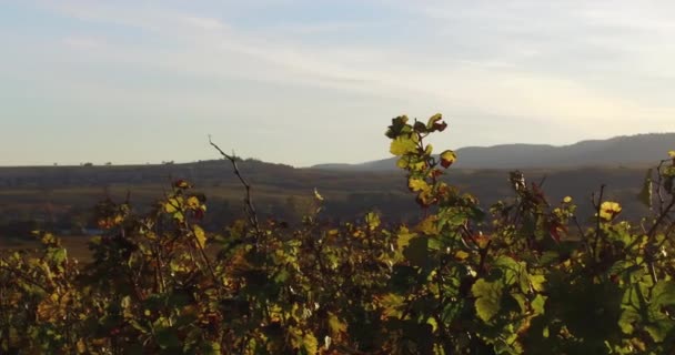 Vinodlingslandskap Och Vinstockar Södra Rheinland Pfalz Tyskland Vid Pfalz Skog — Stockvideo