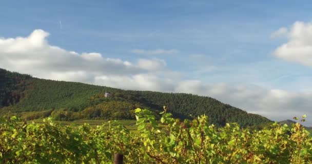 Paesaggio Viticolo Vigneti Nella Renania Meridionale Palatinato Germania Presso Foresta — Video Stock