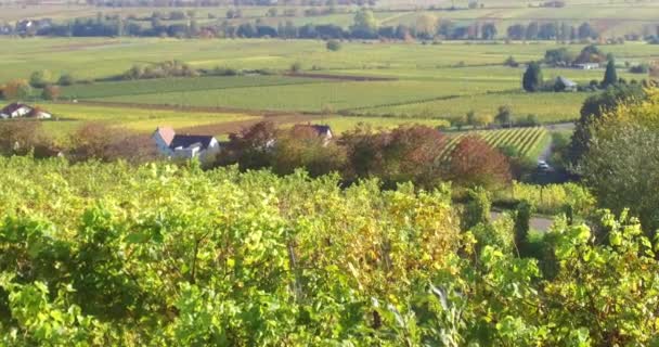 Güney Rhineland Deki Üzüm Bağları Sarmaşıklar Sonbaharda Almanya Palatinate Ormanı — Stok video