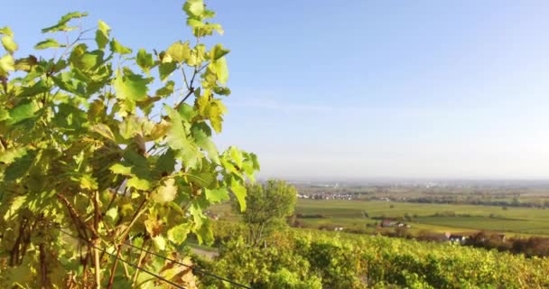 Vinařská Krajina Vinice Jižním Porýní Falci Německu Podzim Falckého Lesa — Stock video