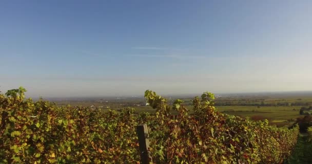 Vinodlingslandskap Och Vinstockar Södra Rheinland Pfalz Tyskland Vid Pfalz Skog — Stockvideo