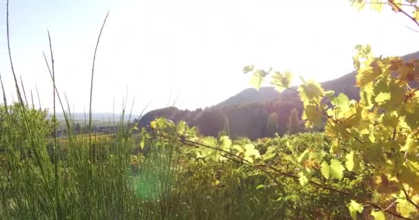 Vinodlingslandskap Och Vinstockar Södra Rheinland Pfalz Tyskland Vid Pfalz Skog — Stockvideo