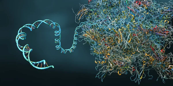 メッセンジャーRna分子を構成する生物細胞の一部としてのリボソーム 3Dイラスト — ストック写真
