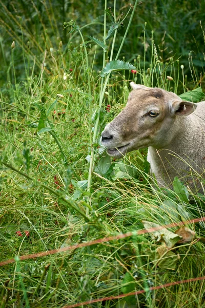 Group Sheep Grazing Green Meadow Rhineland Palatinate — Stock Photo, Image