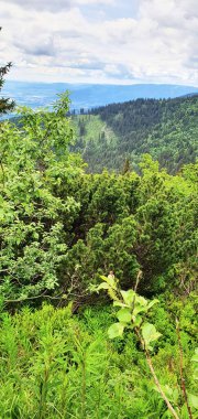 Yazın başlarında geniş vadiler ve yeşil çayırlar ile Slovakya 'nın kuzeyindeki High Tatras eteklerindeki doğal manzara..