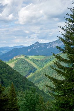 Yazın başlarında geniş vadiler ve yeşil çayırlar ile Slovakya 'nın kuzeyindeki High Tatras eteklerindeki doğal manzara..