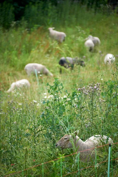 Группа Овец Пасущихся Зеленом Лугу Райнланде — стоковое фото