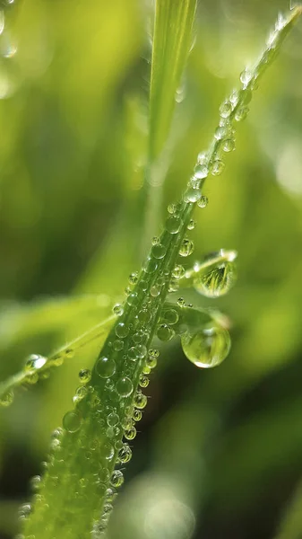 Dewdrops Settle Blades Grass Meadow Early Morning Summer — Fotografia de Stock