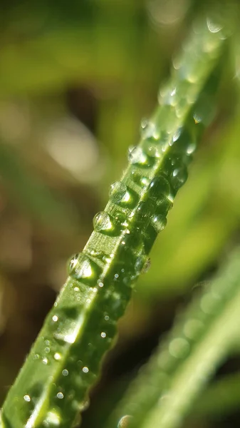 Dewdrops Settle Blades Grass Meadow Early Morning Summer — Fotografia de Stock