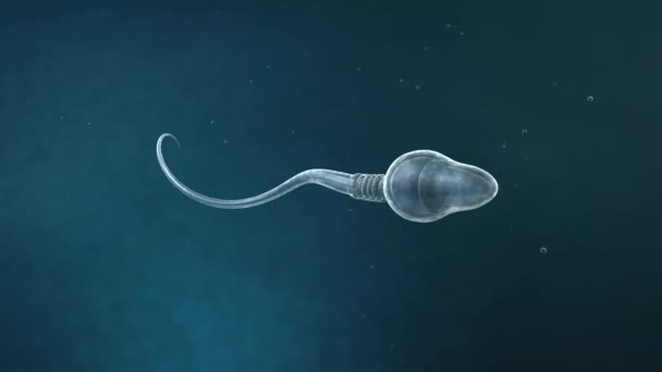 Круговое Движение Вперед Одного Слегка Прозрачного Научно Корректного Сперматозоида Синем — стоковое видео