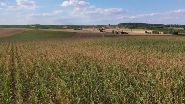 Letecký Pohled Kukuřičné Pole Ornou Půdu Jižním Německu Střední Evropě — Stock video