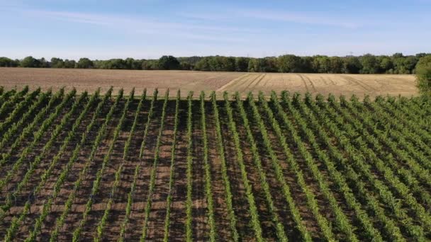 Vue Aérienne Des Vignes Des Vignobles Sud Allemagne Récolte Fin — Video