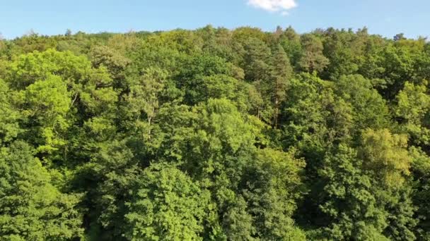 Vista Aérea Sobre Topos Uma Floresta Sul Alemanha Verão — Vídeo de Stock