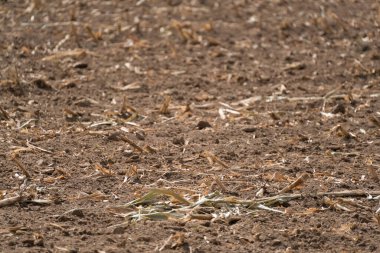 Yazın uzun süren kurak mevsim nedeniyle tarıma elverişli topraklar.