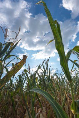 Yazın sonlarına doğru hasat öncesi bir sıra mısır bitkisi. Gün ışığında mavi gökyüzüne karşı.
