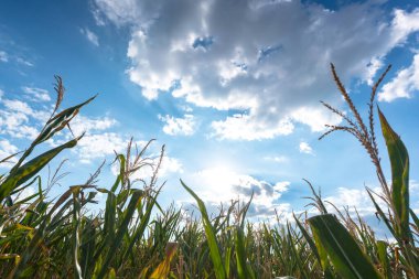 Yazın sonlarına doğru hasat öncesi bir sıra mısır bitkisi. Gün ışığında mavi gökyüzüne karşı.