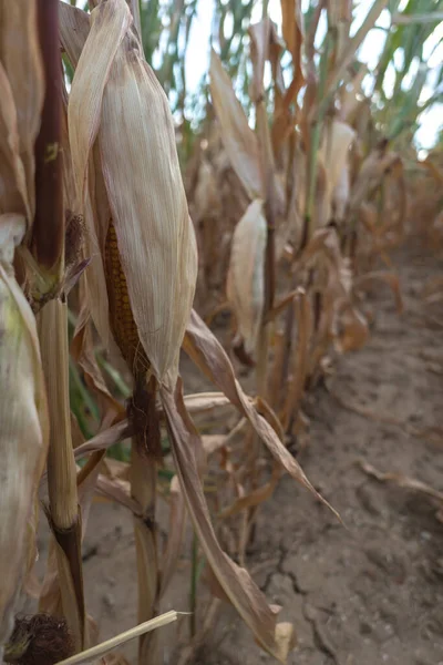 Parched corn plants due to a heat wave and extreme drought in the summer Parched corn plants due to a heat wave and extreme drought in the summer Parched corn plants due to a heat wave and extreme drought in the summer