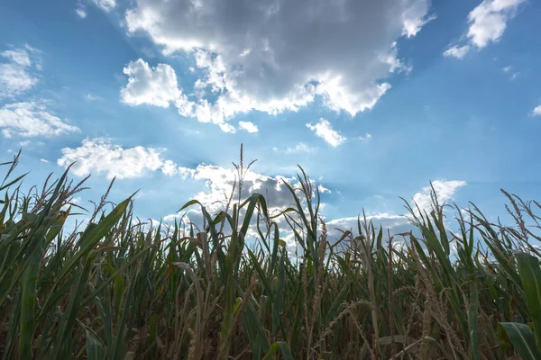 夏の終わりに太陽の下で青空に対して収穫する前にトウモロコシの植物の列のショット — ストック写真