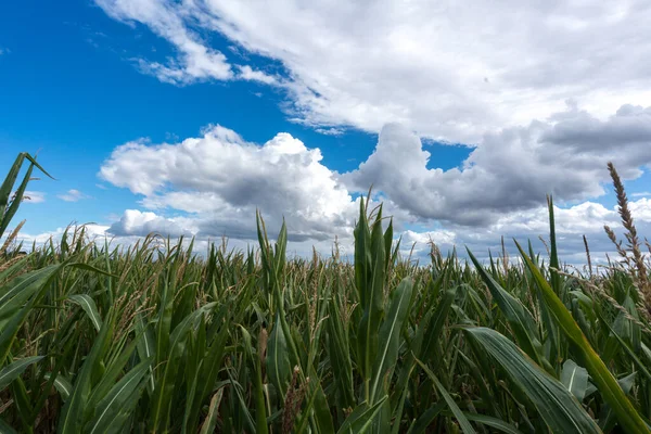 Schuss Einer Reihe Von Maispflanzen Vor Der Ernte Spätsommer Vor — Stockfoto