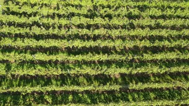 Aerial View Grape Vines Vineyard Areas Southern Germany Harvest Time — Stock Video