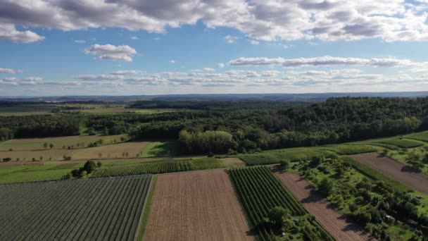 Aerial View Grape Vines Vineyard Areas Southern Germany Harvest Time — Stock Video