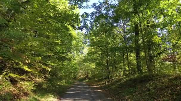 Langsam Auf Einem Wanderweg Einem Schönen Laubwald Süddeutschland Der Region — Stockvideo
