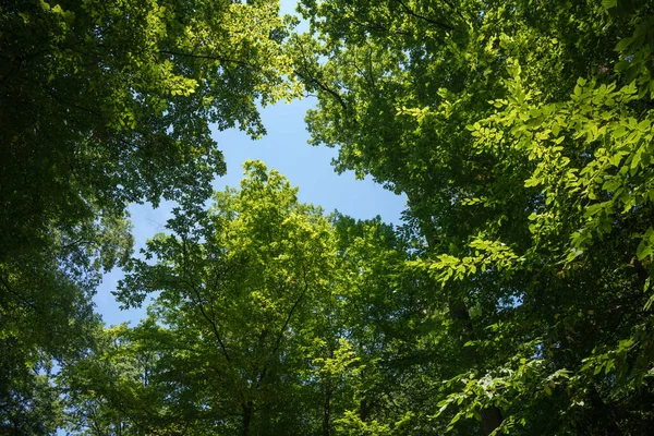 Vista Para Uma Densa Floresta Decídua Numa Área Arborizada Floresta — Fotografia de Stock