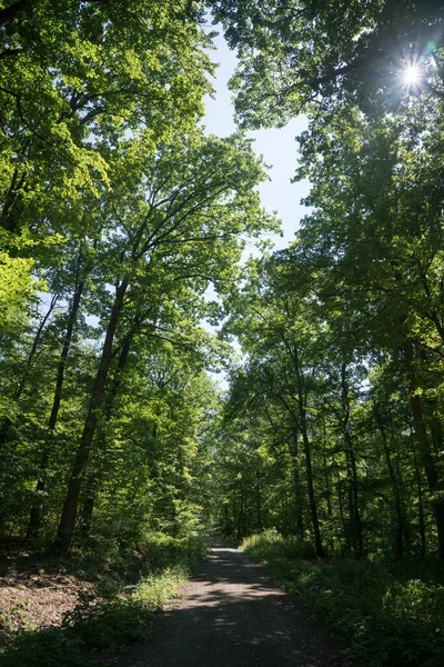 Vista Para Uma Densa Floresta Decídua Numa Área Arborizada Floresta — Fotografia de Stock