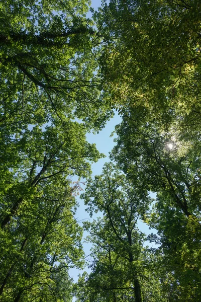 View into a dense deciduous forest in a wooded area in the Palatinate Forest in southern Germany