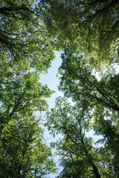 Vista Para Uma Densa Floresta Decídua Numa Área Arborizada Floresta — Fotografia de Stock