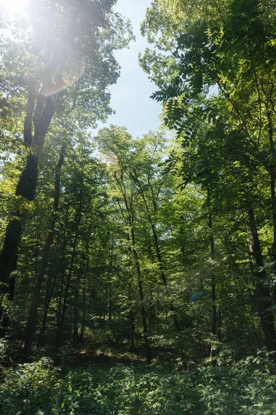 Vista Para Uma Densa Floresta Decídua Numa Área Arborizada Floresta — Fotografia de Stock