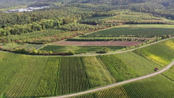 Fernsicht Auf Weinberge Landwirtschaftliche Flächen Herbst Wiesen Und Wälder Westlichen — Stockvideo