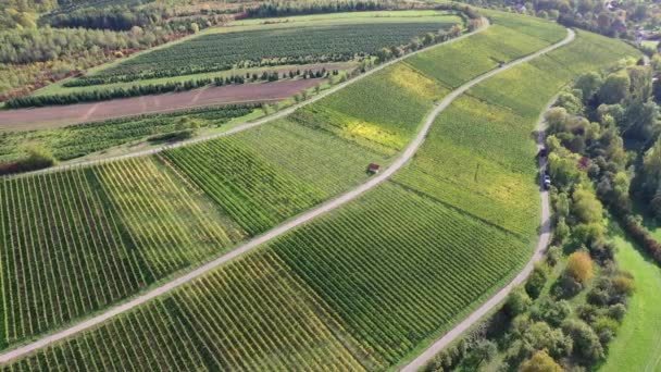 Vue Lointaine Des Vignobles Des Zones Agricoles Automne Des Prairies — Video