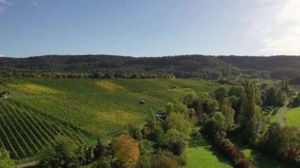 Baden Wurttemberg Zabergau Baden Wurttemberg Zabergau Bölgesindeki Üzüm Bağları Sonbaharda — Stok video