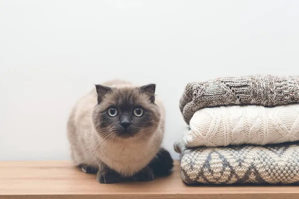 Lindo Gato Sentado Cerca Pila Ropa Punto Suéteres Cálidos Punto —  Fotos de Stock