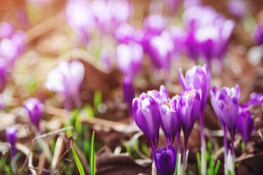 Bahar zamanı güzel mor timsahlar. İlk çiçeklerle birlikte bahar doğal arka planı. Çayır üzerinde çiçek açan çiçek tomurcukları. Vahşi doğada bahar çiçekleri.