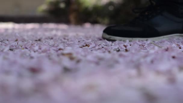 Hombre Caminando Largo Del Camino Esparcida Por Pétalos Sakura Rosa — Vídeo de stock