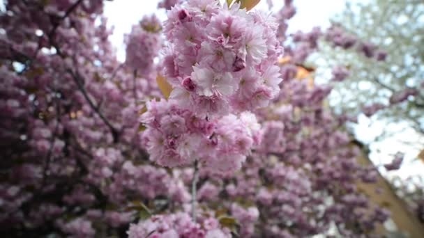 Bloeiende Sakura Boom Volle Bloei Prachtige Lentebloemen Roze Kersenbloesem Tuin — Stockvideo