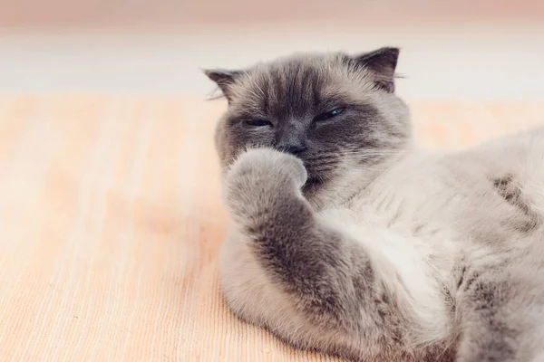 Милий Кіт Сам Прибирає Кіт Лежить Ліжку Кішка Лизає Миє — стокове фото