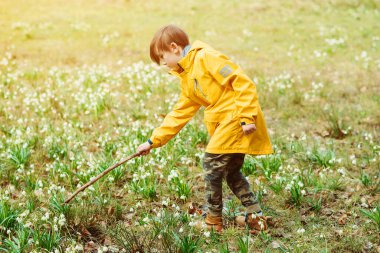 Doğada tahta sopayla oynayan sevimli çocuk. Baharda yürüyüşe çıkan mutlu çocuk. Erken bahar havası. İlk bahar çiçeklerinin olduğu güzel bir park. Karlı çayır. Bahar, yaşam tarzı ve çocukluk.