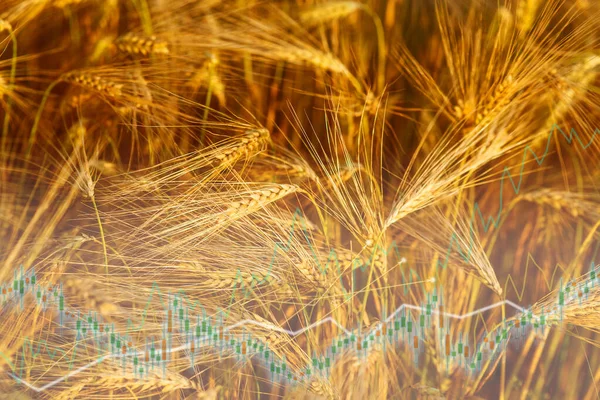 stock image Wheat field at sunset. Harvest of wheat in Ukraine. Flour and wheat crisis. High prices for bakery. Wheat prices in Europe after war in Ukraine.