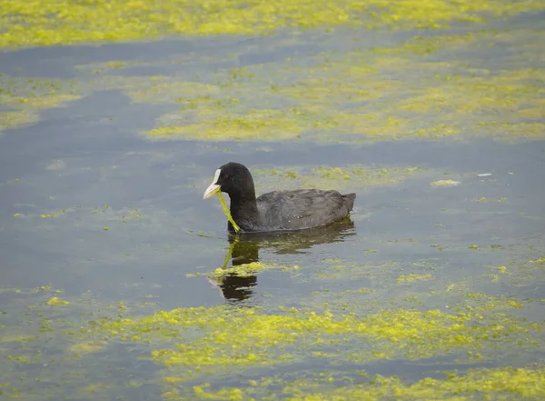 Eurasian Coot Fulica Atra Also Known Common Coot Australian Coot — Photo