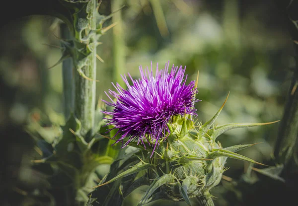 pink milk thistle flower in a field of grass