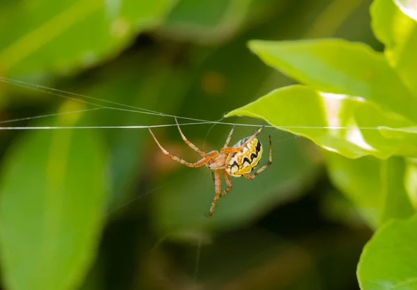 Close Wasp Spider Argiope Bruennichi Weaving Its Web — 图库照片