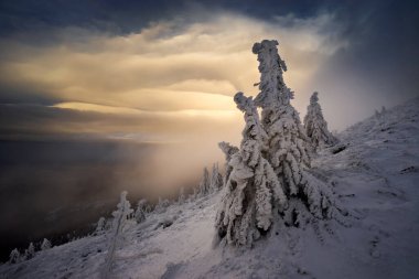 Snow on trees on Szrenica in Karkonosze Mountains, Poland