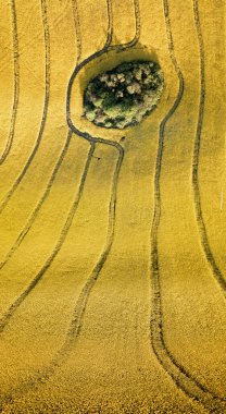 Çiçek açan tecavüz alanındaki ağaçlar adası, Mazury, Polonya