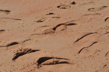 Pembemsi ıslak kumsalda ayak izleri. Geçmişi. Doku. Dahab, Mısır.