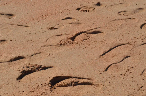 Pembemsi ıslak kumsalda ayak izleri. Geçmişi. Doku. Dahab, Mısır.