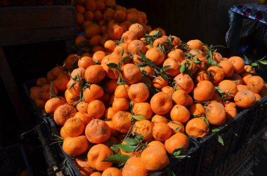 Plastik kutularda olgun mandalinaların yakın çekimi